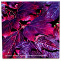 tile365 viburnum trilobum 0811